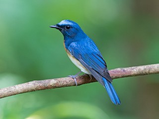  - Blue-throated Flycatcher