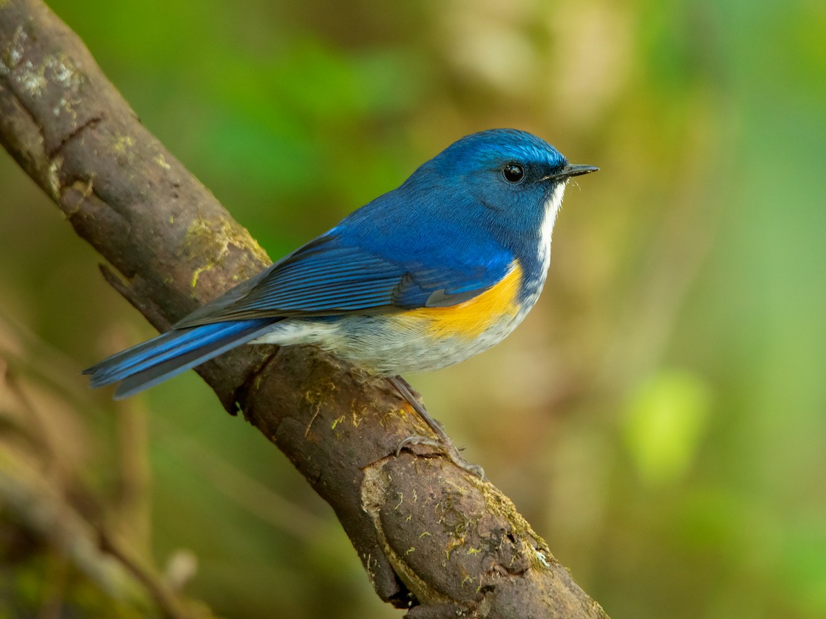 Red-flanked Bluetail or Orange-flanked Bush-Robin