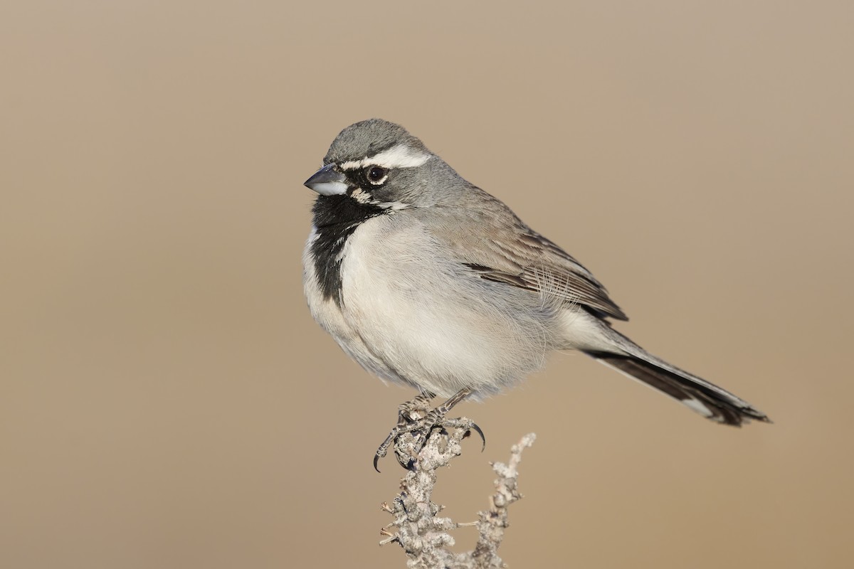 Black-throated Sparrow - Sharif Uddin