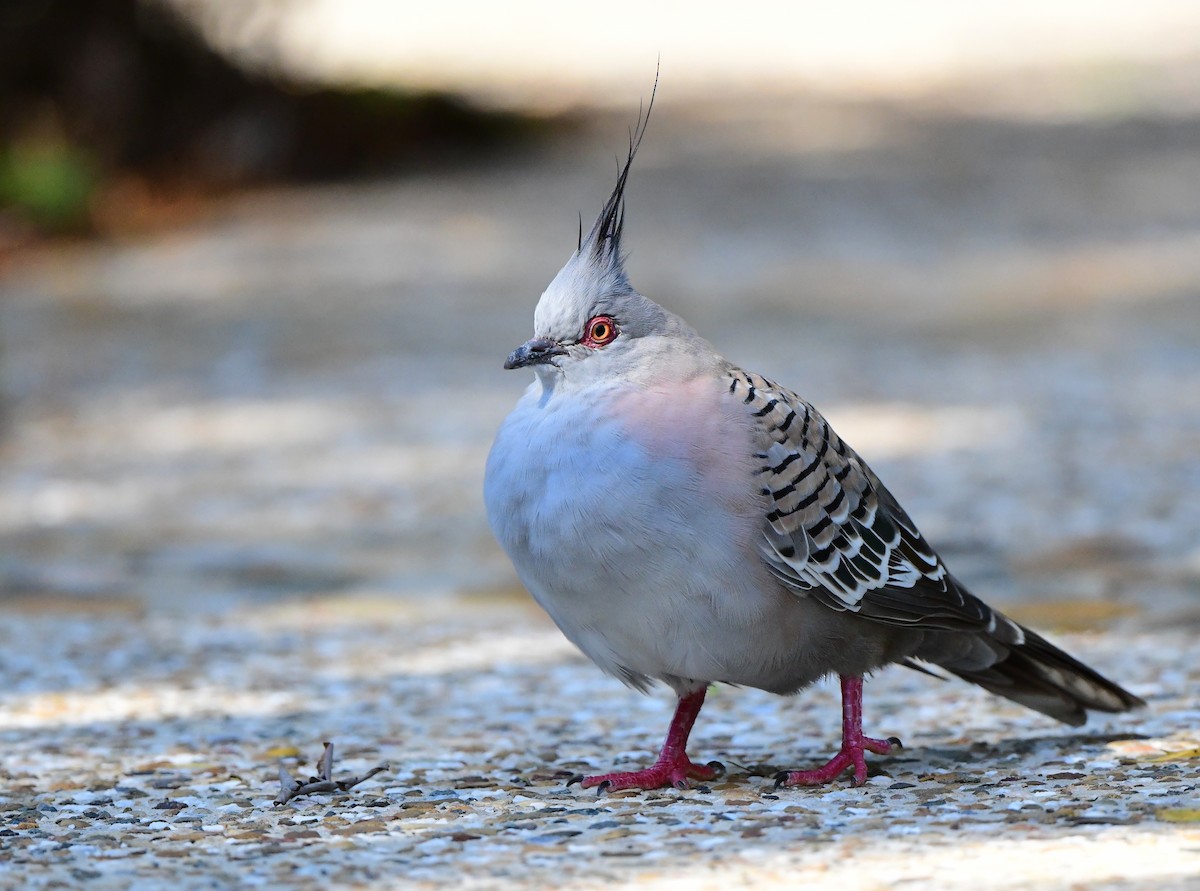 Crested Pigeon - ML417493331