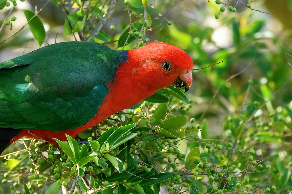 Australian King-Parrot - ML417495601