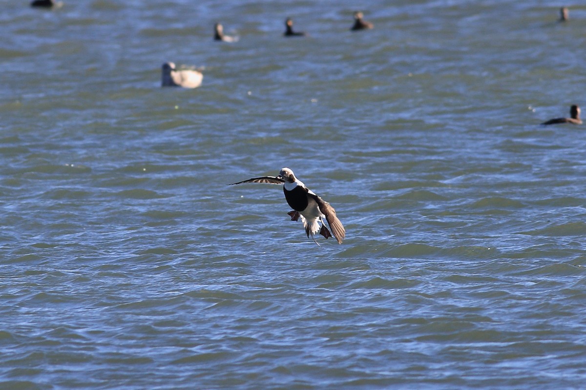 Long-tailed Duck - ML41749611
