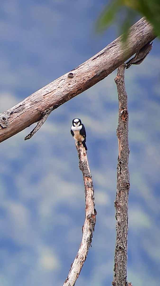 White-fronted Falconet - ML417497371