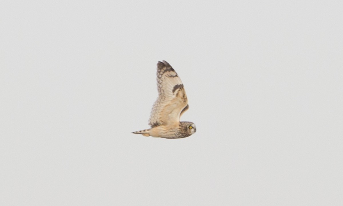 Short-eared Owl - ML41749771
