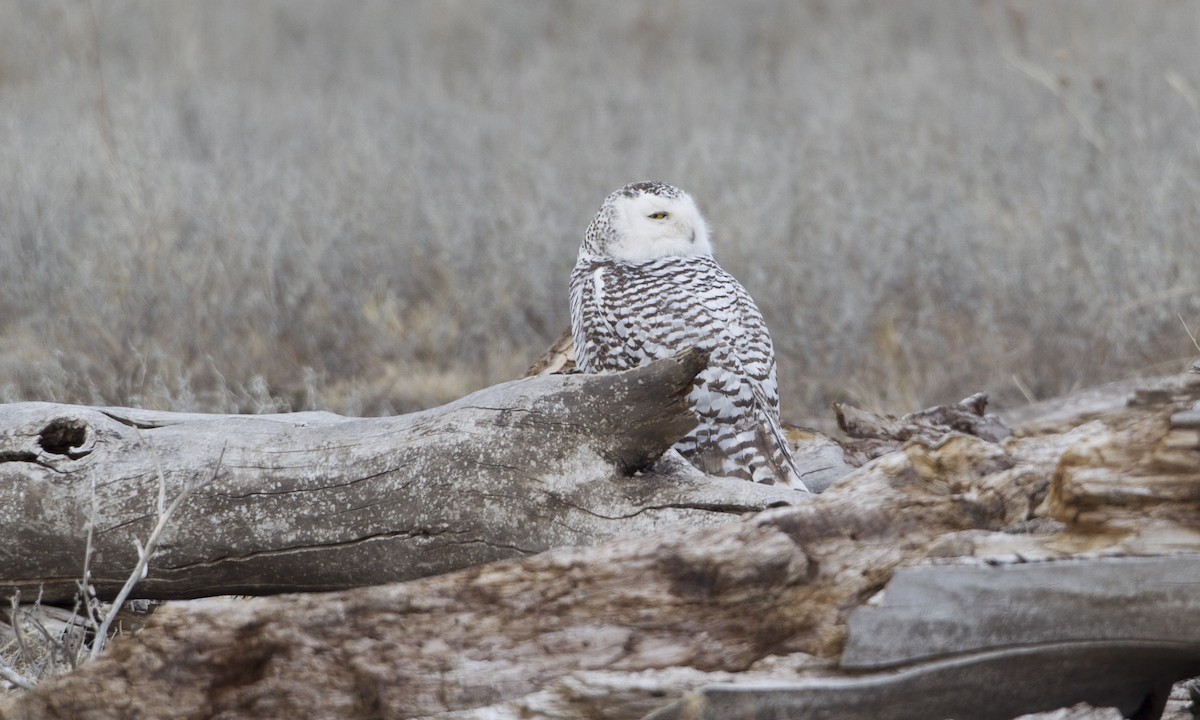 Snowy Owl - ML41750171