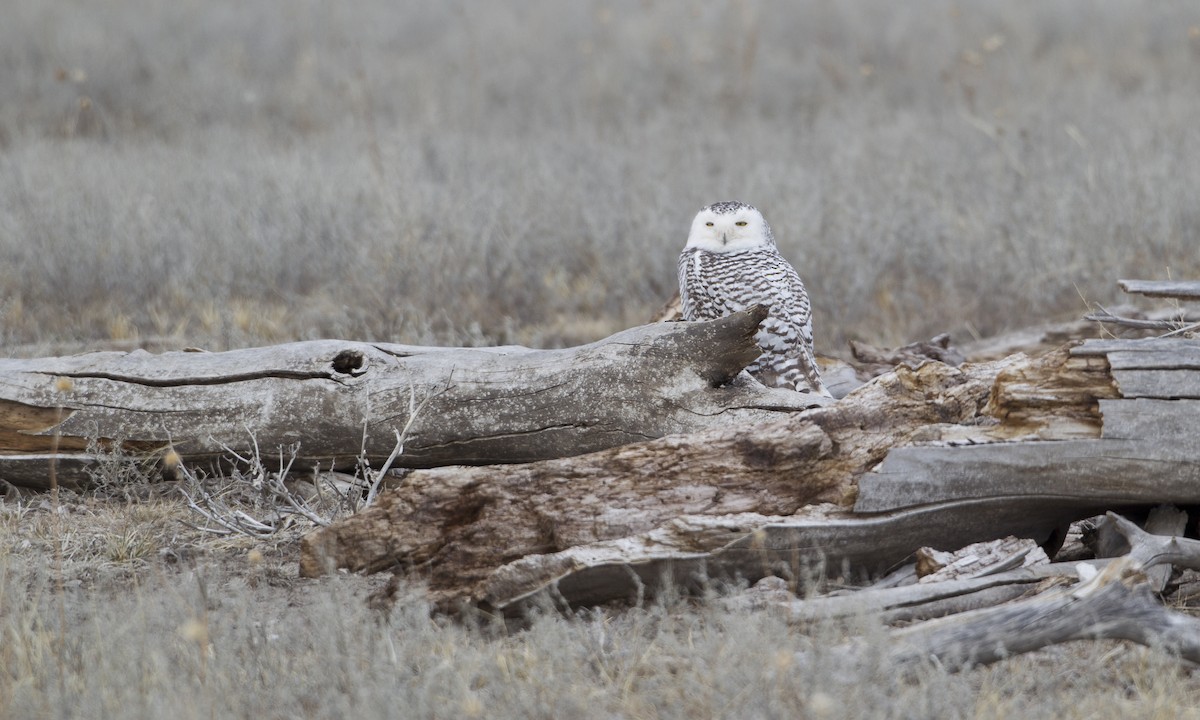 Snowy Owl - ML41750191