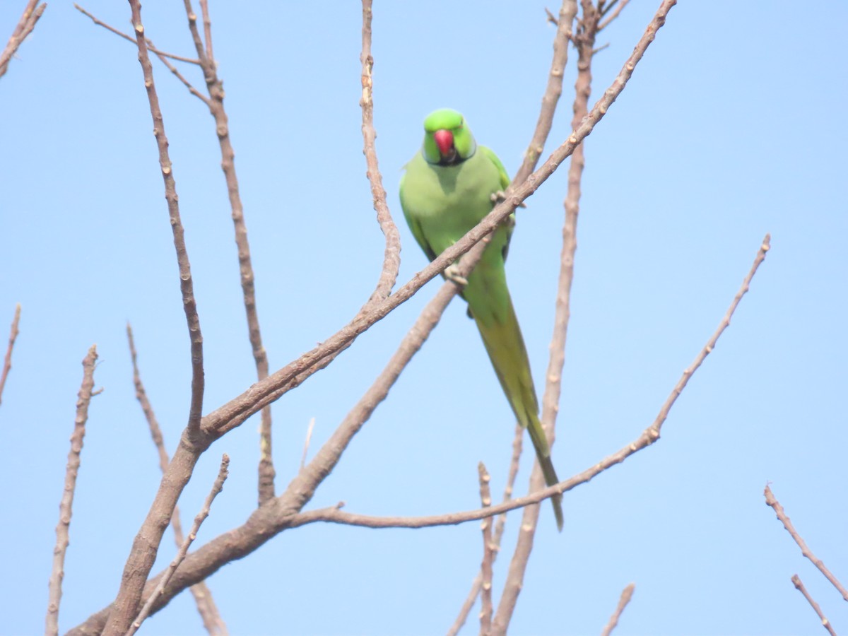 Rose-ringed Parakeet - Aditya Satish