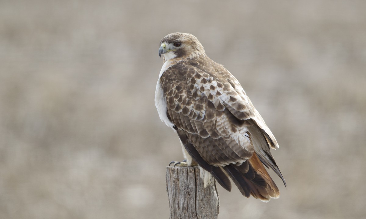 Red-tailed Hawk (borealis) - ML41750521