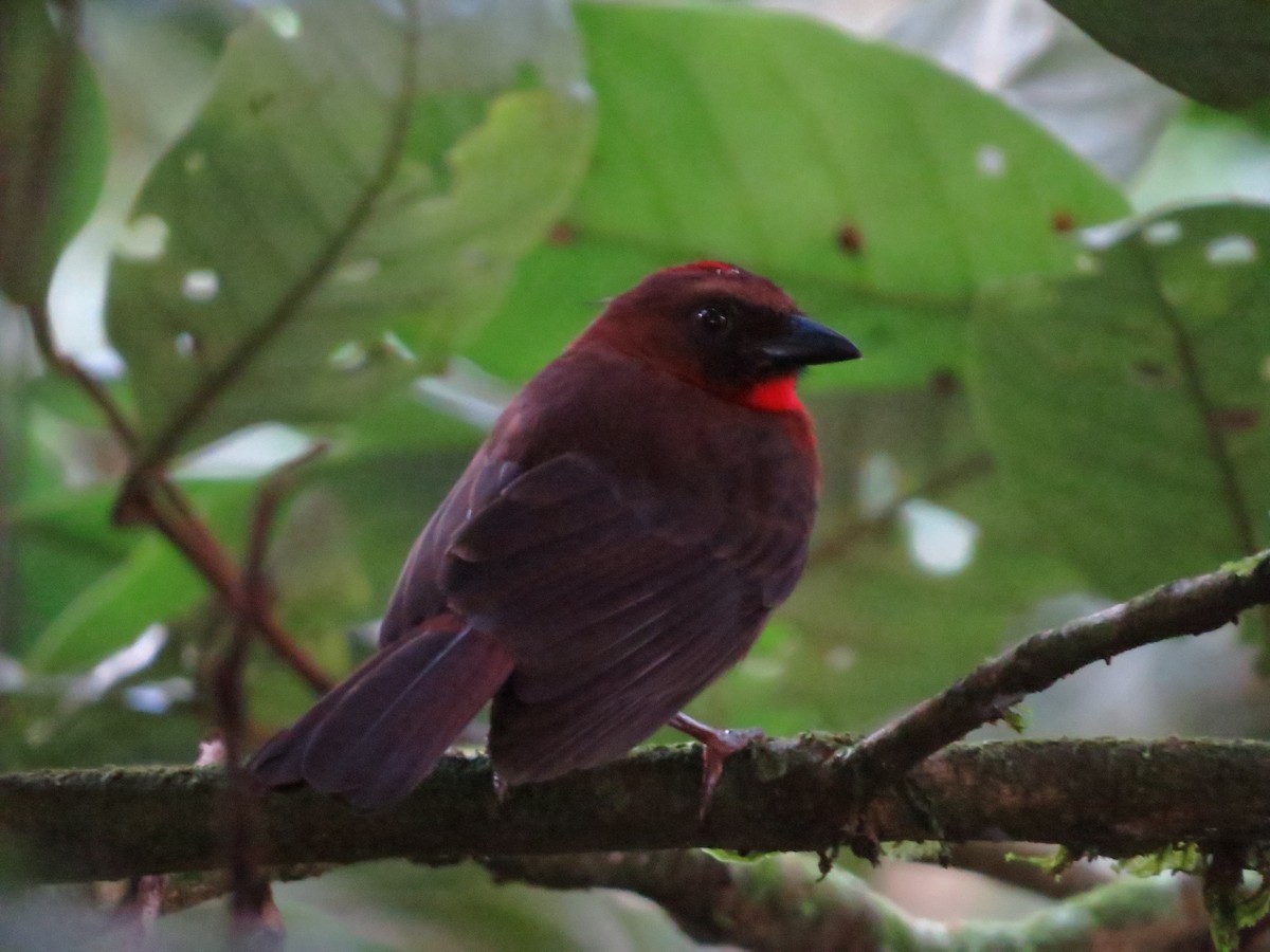 Red-throated Ant-Tanager - ML41750751