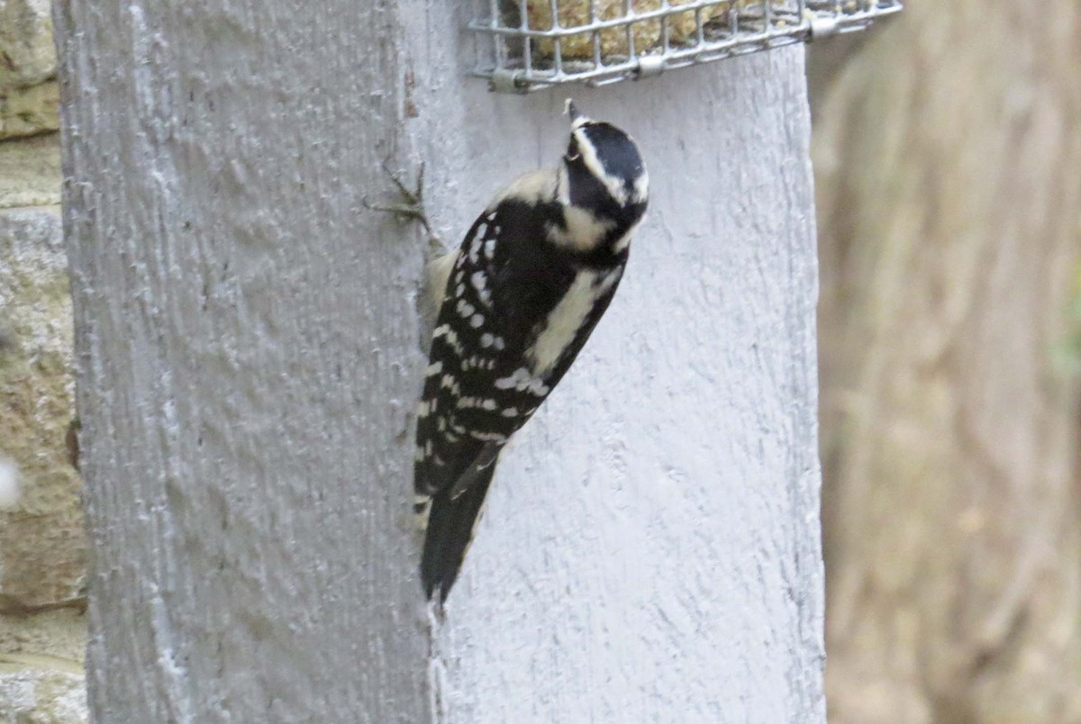 Downy Woodpecker - ML41751471
