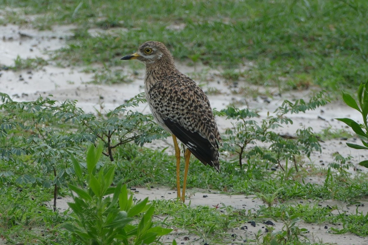 Spotted Thick-knee - ML417517911