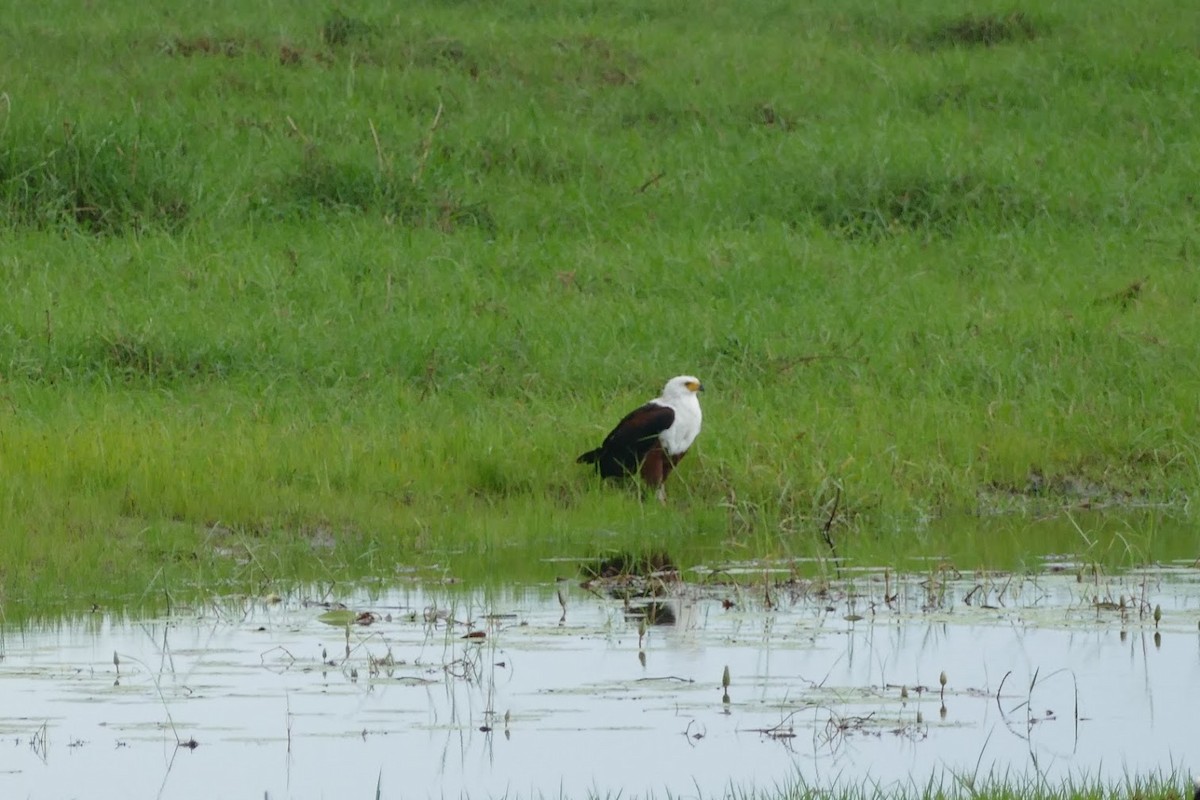 African Fish-Eagle - ML417518131