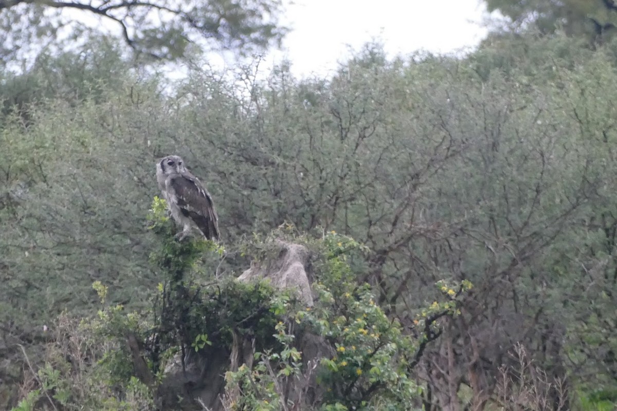 Verreaux's Eagle-Owl - ML417518171