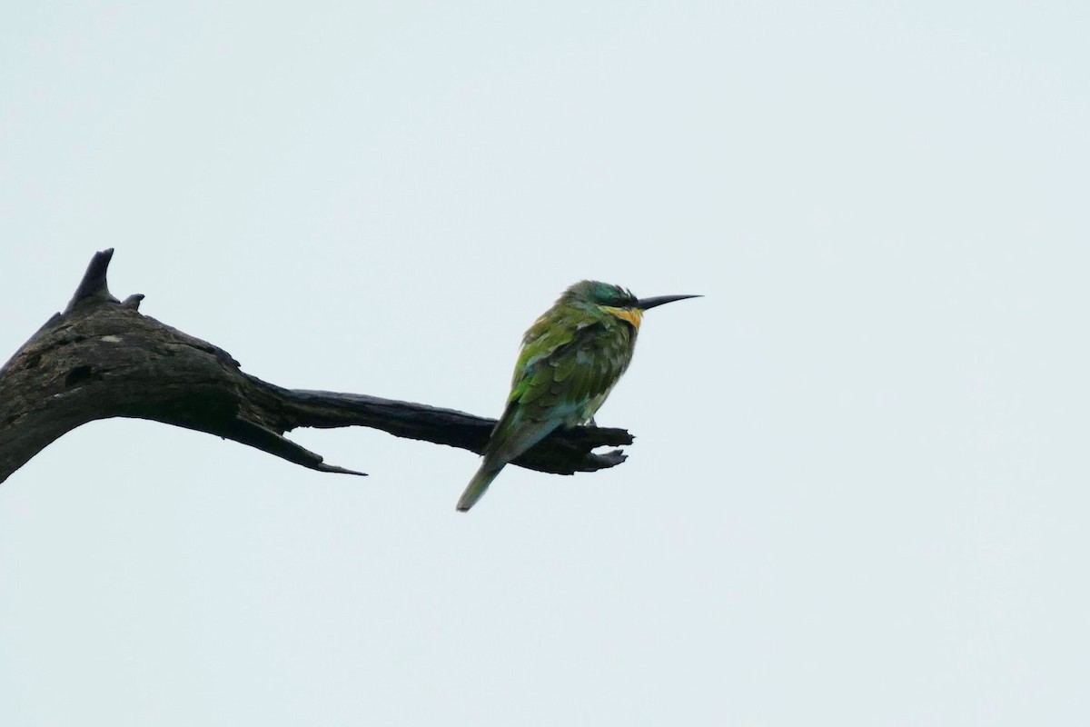 Blue-cheeked Bee-eater - ML417521121
