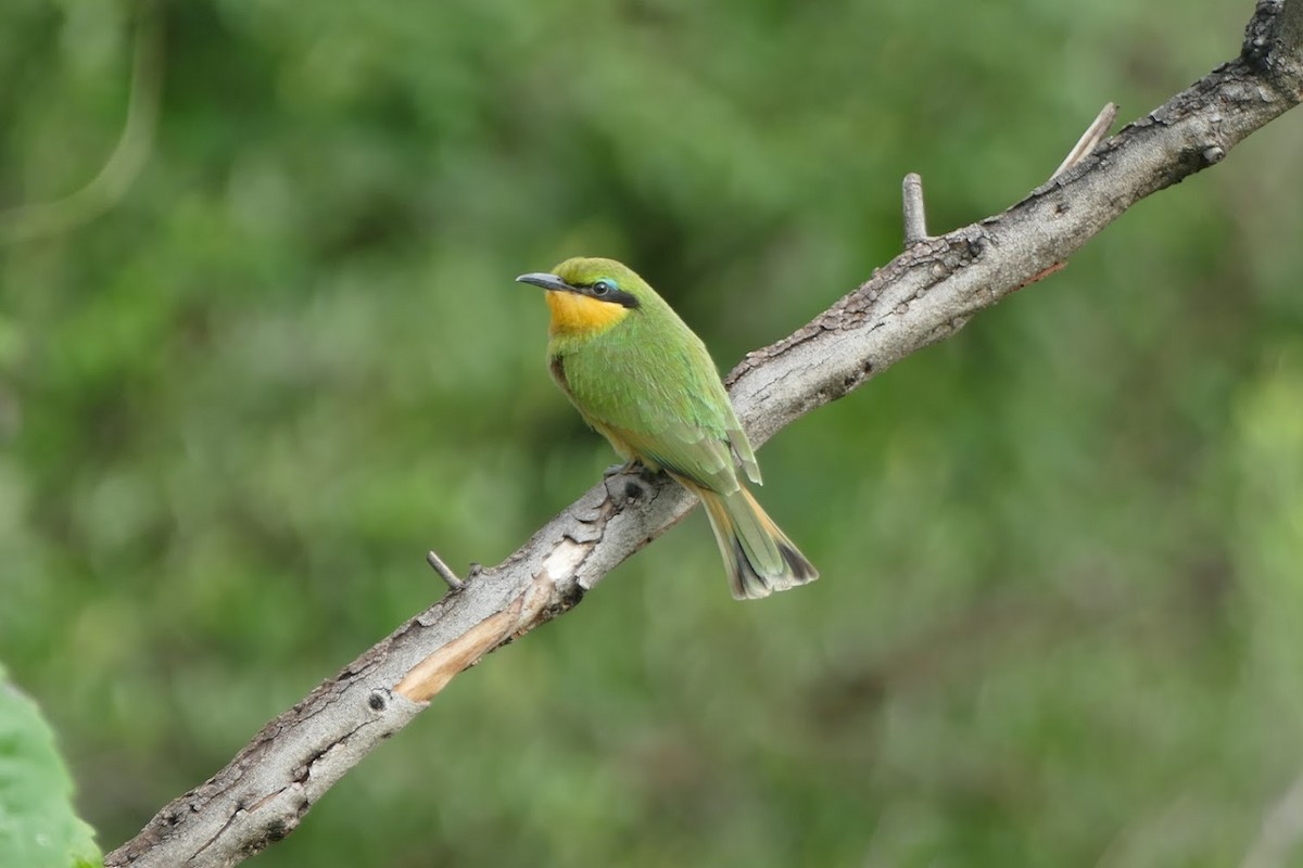 Little Bee-eater - ML417521751