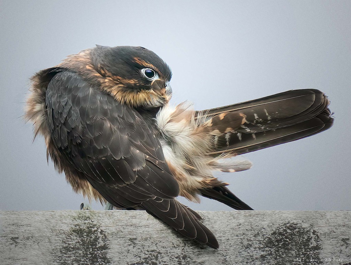 New Zealand Falcon - Anonymous