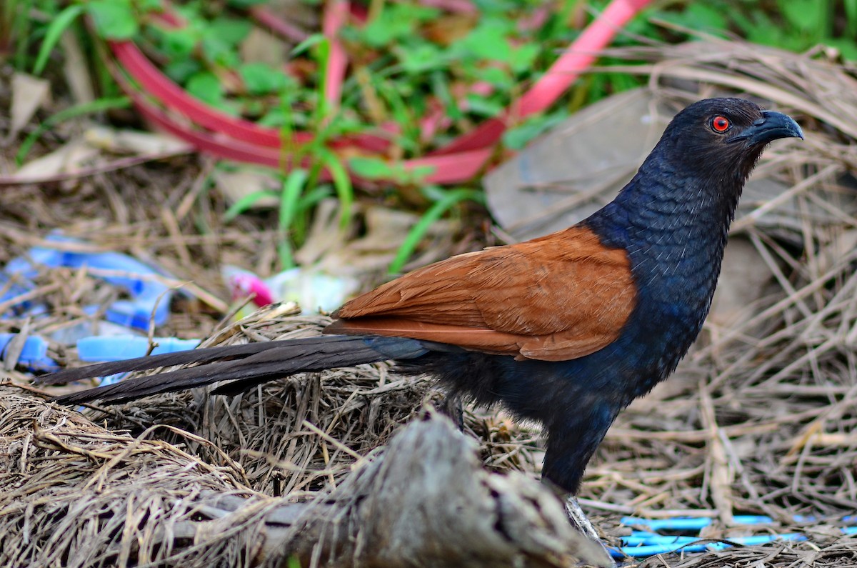 Greater Coucal - ML417522271