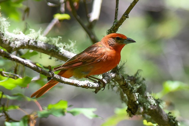 Hepatic Tanager - Mike Charest