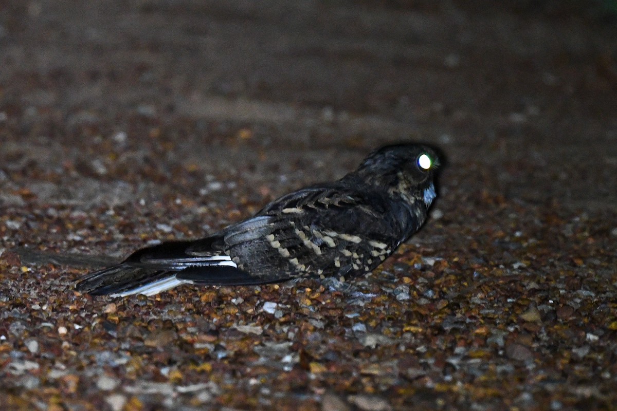 Large-tailed Nightjar - Harn Sheng Khor