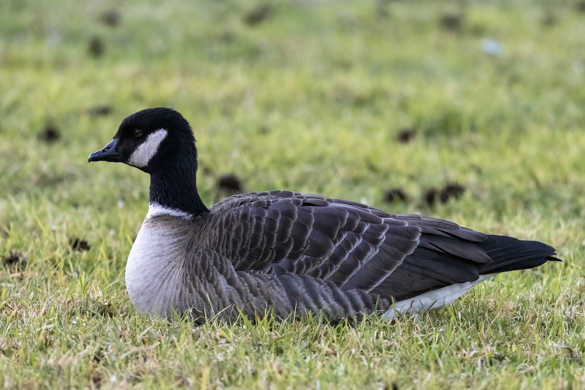 Cackling Goose (Aleutian) - ML417527121