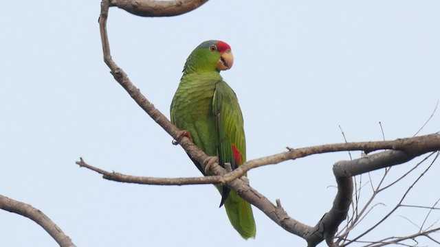 Red-crowned Parrot - ML417533481
