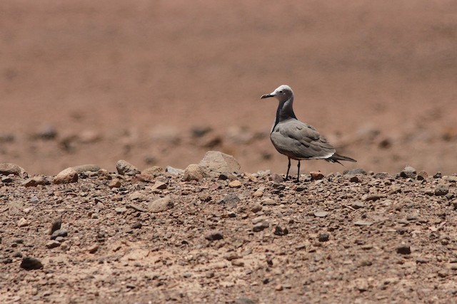 Breeding habitat; Atacama, Chile. - Gray Gull - 