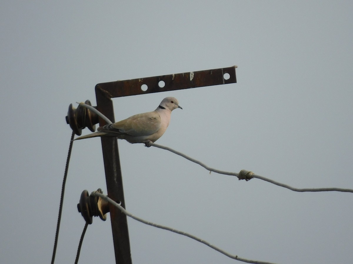 Eurasian Collared-Dove - Shilpa Gadgil