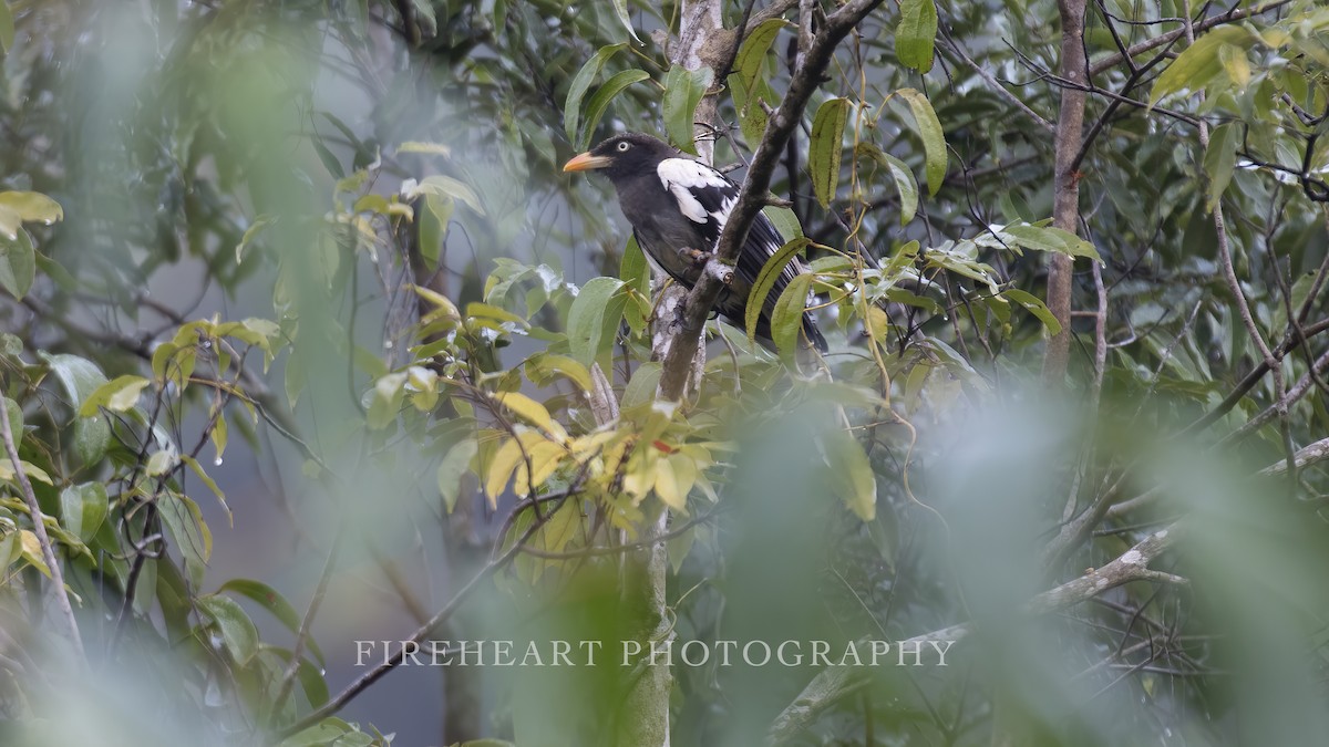 White-winged Magpie (Gray-tailed) - ML417536641
