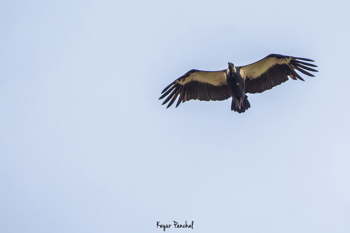 White-rumped Vulture - Keyur Panchal