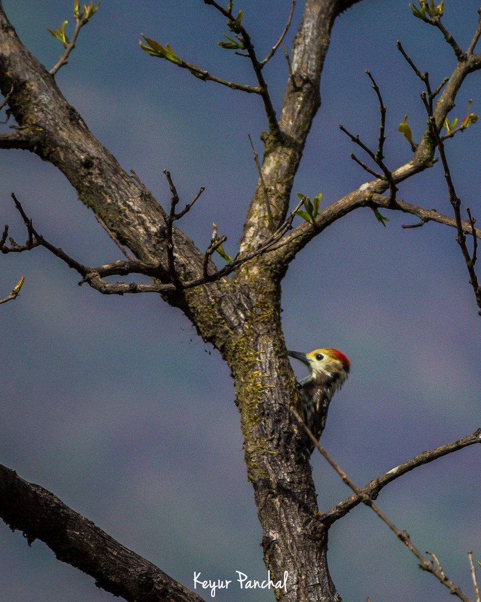 Yellow-crowned Woodpecker - ML417543821