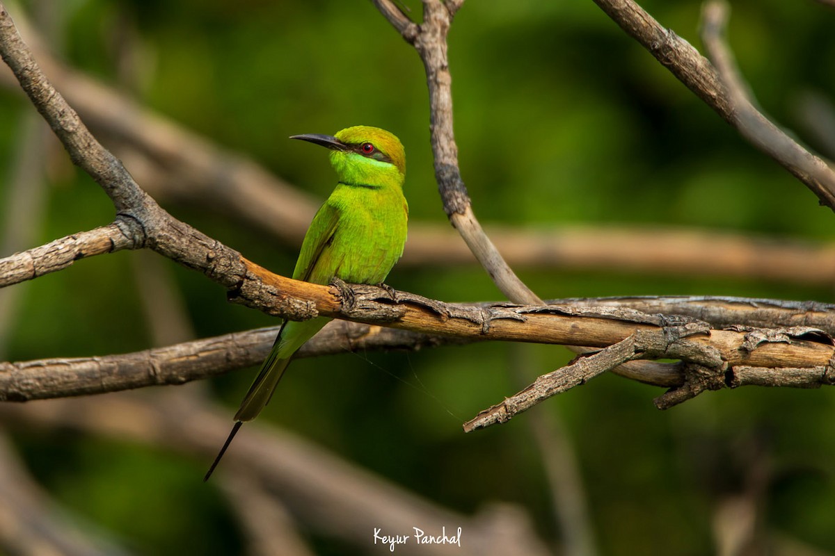 Asian Green Bee-eater - ML417545011