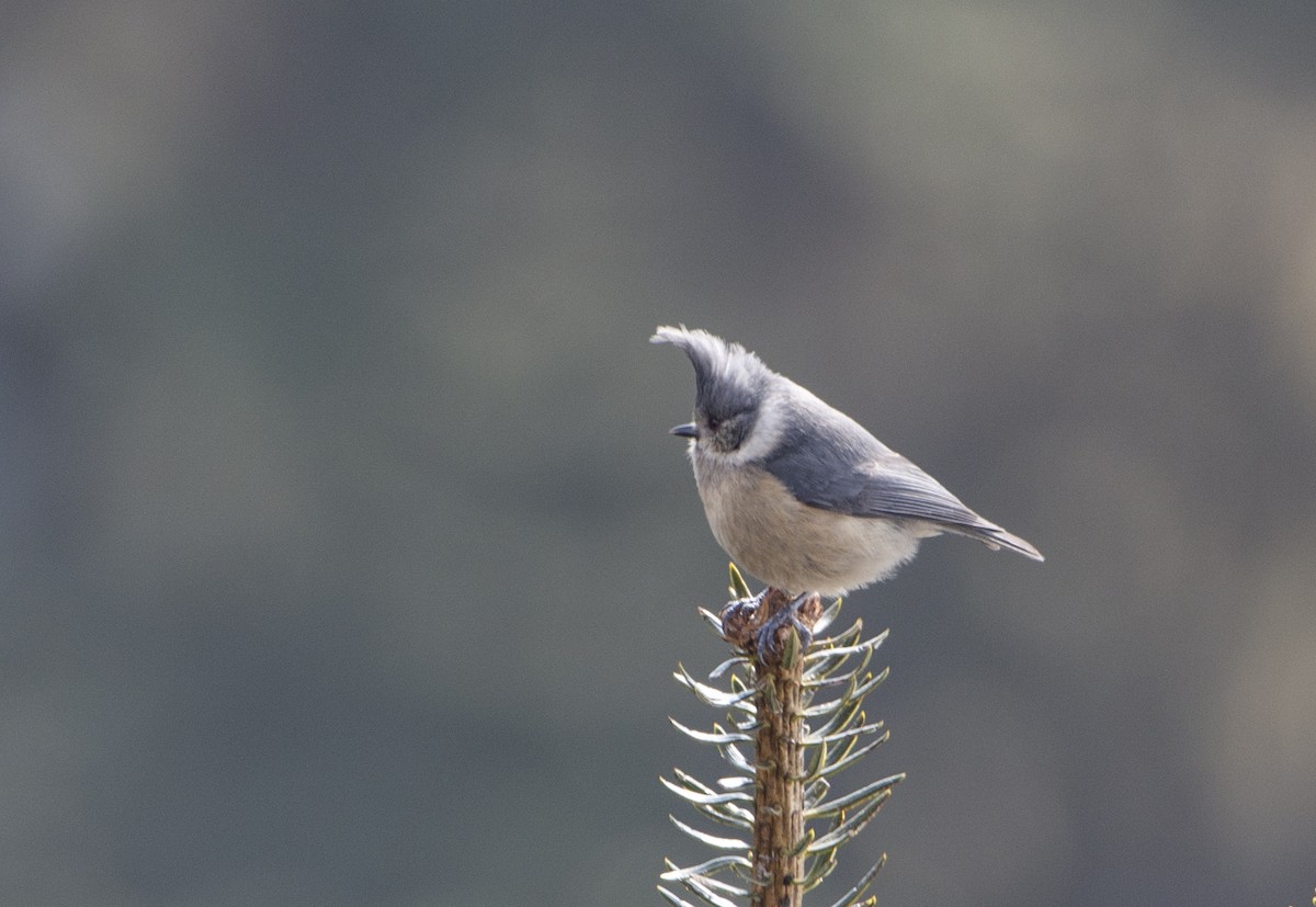 Gray-crested Tit - ML417547461