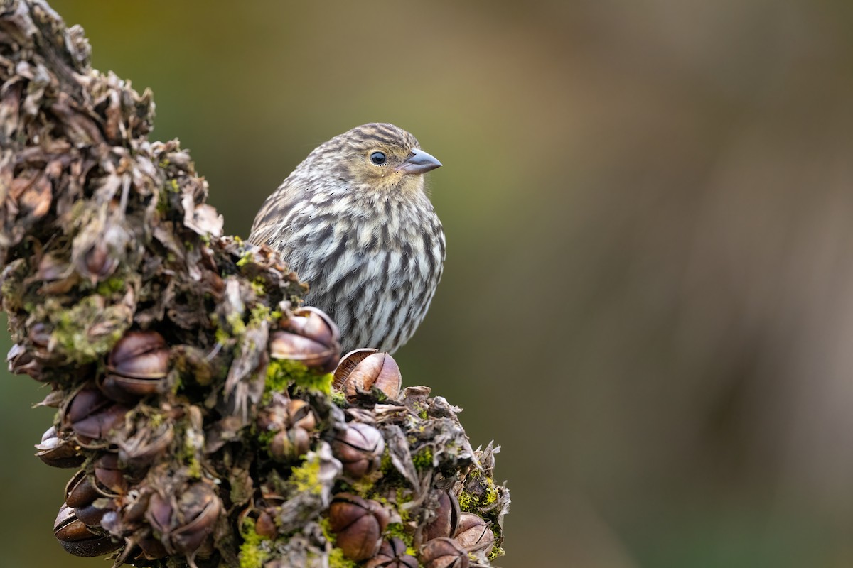 Plumbeous Sierra Finch - Adam Jackson