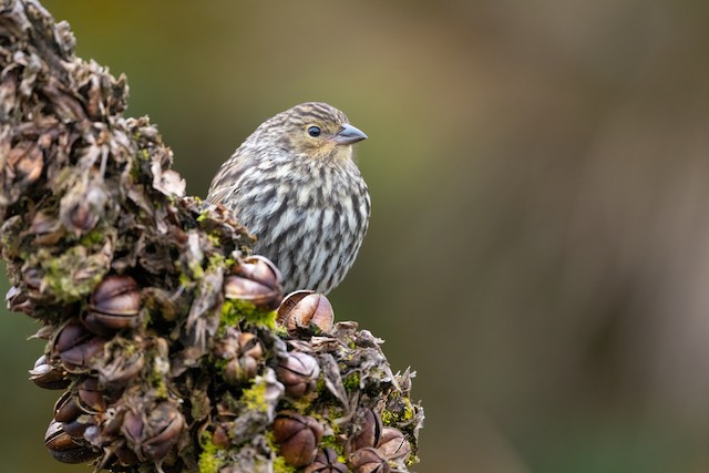 Plumbeous Sierra Finch