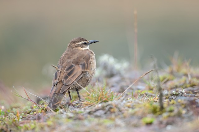 Stout-billed Cinclodes