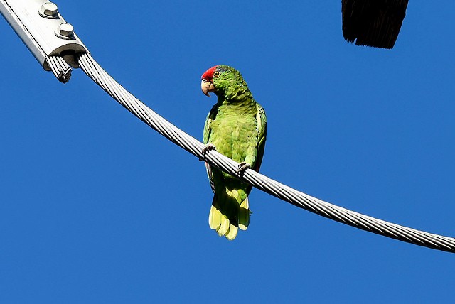 Red-crowned Parrot - Mike Charest