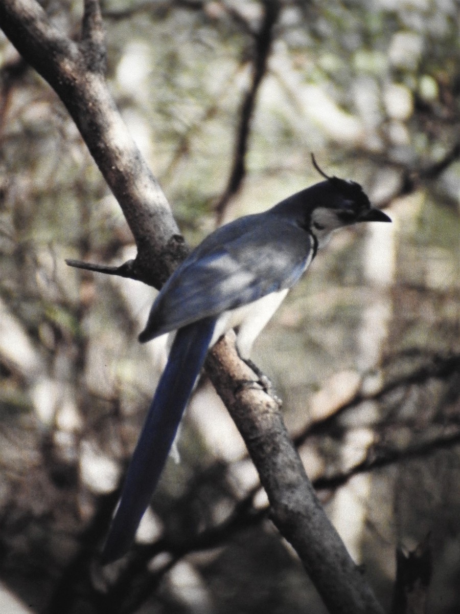 White-throated Magpie-Jay - ML417551081
