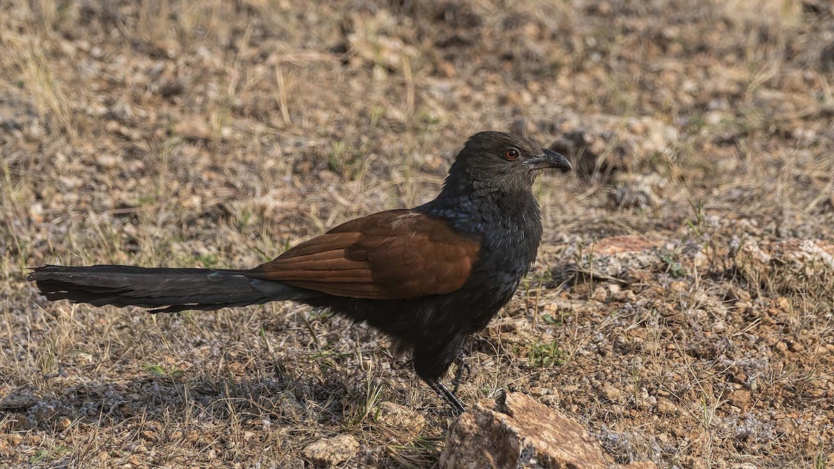 Greater Coucal (Southern) - ML417551471