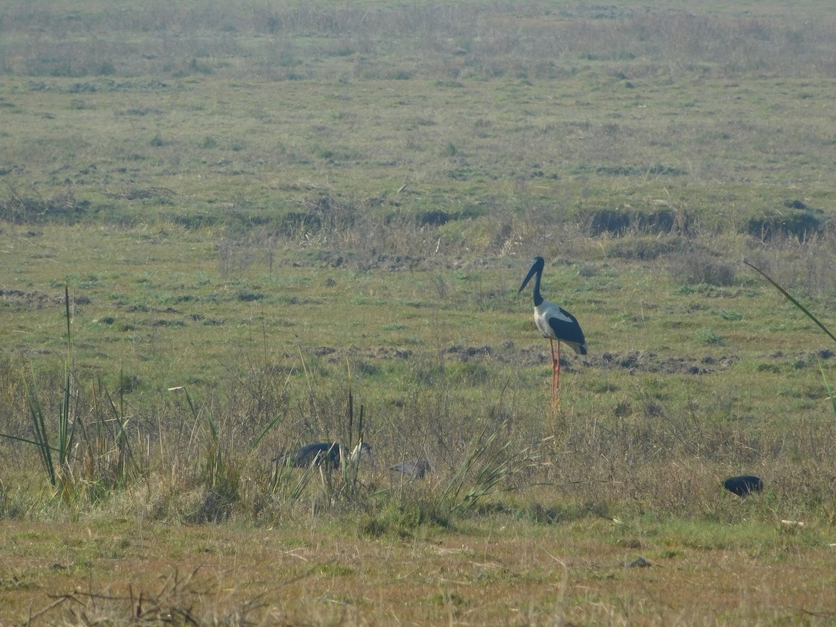 Black-necked Stork - ML417552341