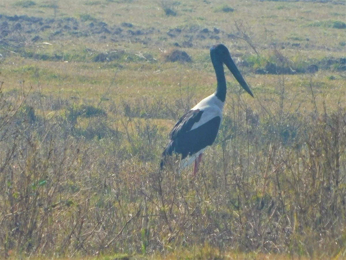 Black-necked Stork - ML417552451