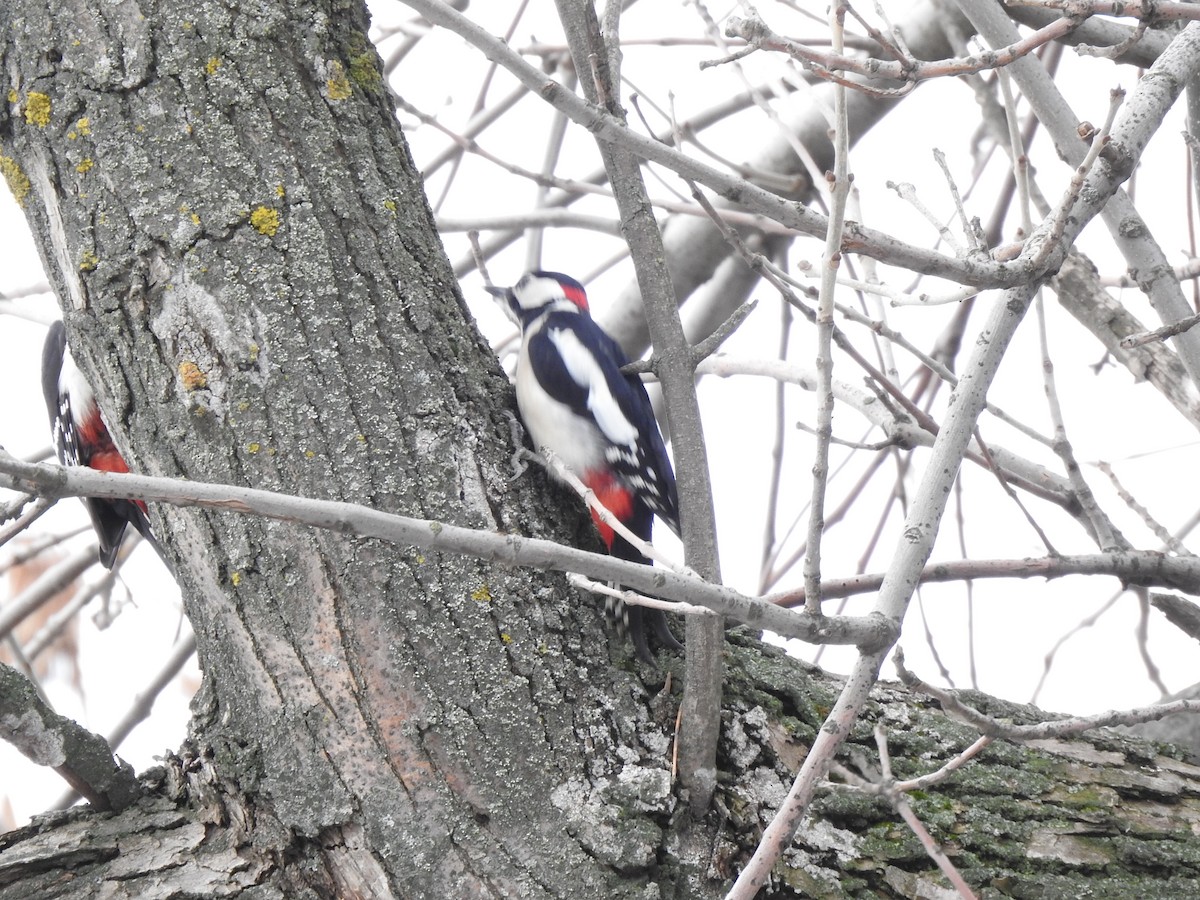 Great Spotted Woodpecker - ML417552561