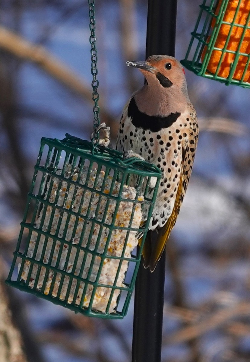 Northern Flicker (Yellow-shafted) - ML417554851