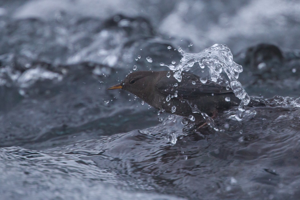 American Dipper - Geoff Newhouse