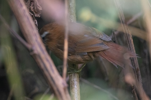 White-browed Spinetail