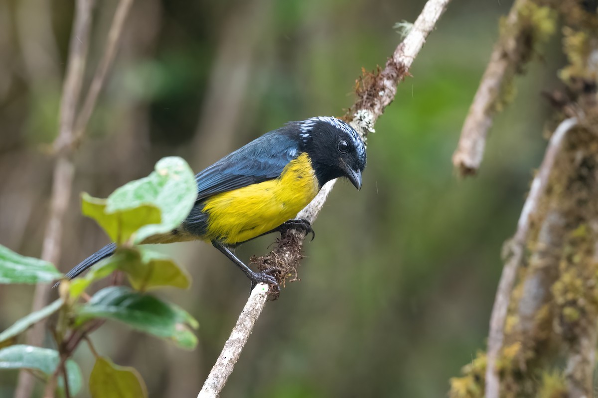 Buff-breasted Mountain Tanager - Adam Jackson