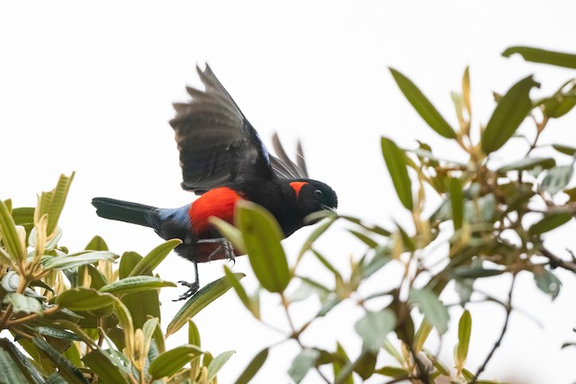 Scarlet-bellied Mountain Tanager