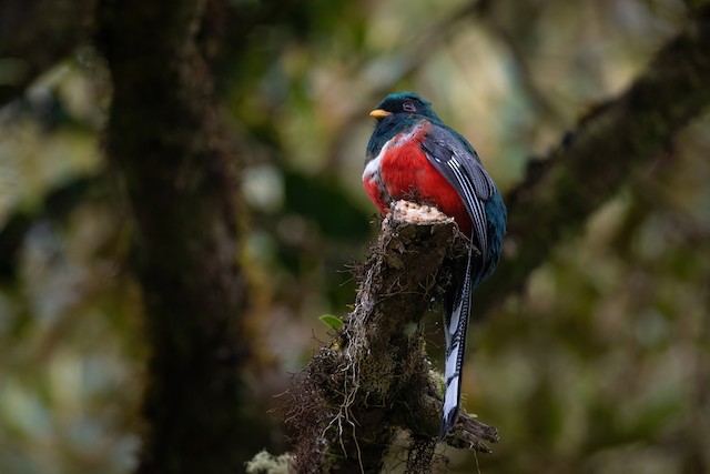 Masked Trogon