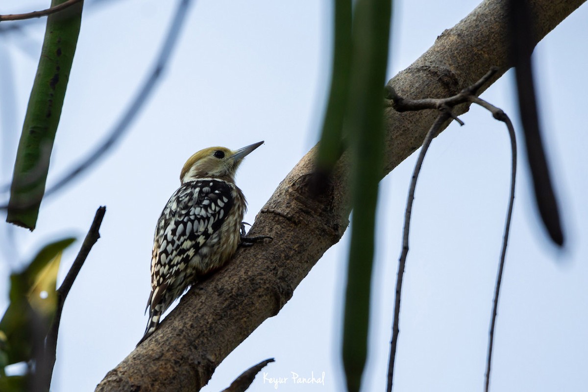 Yellow-crowned Woodpecker - ML417565831