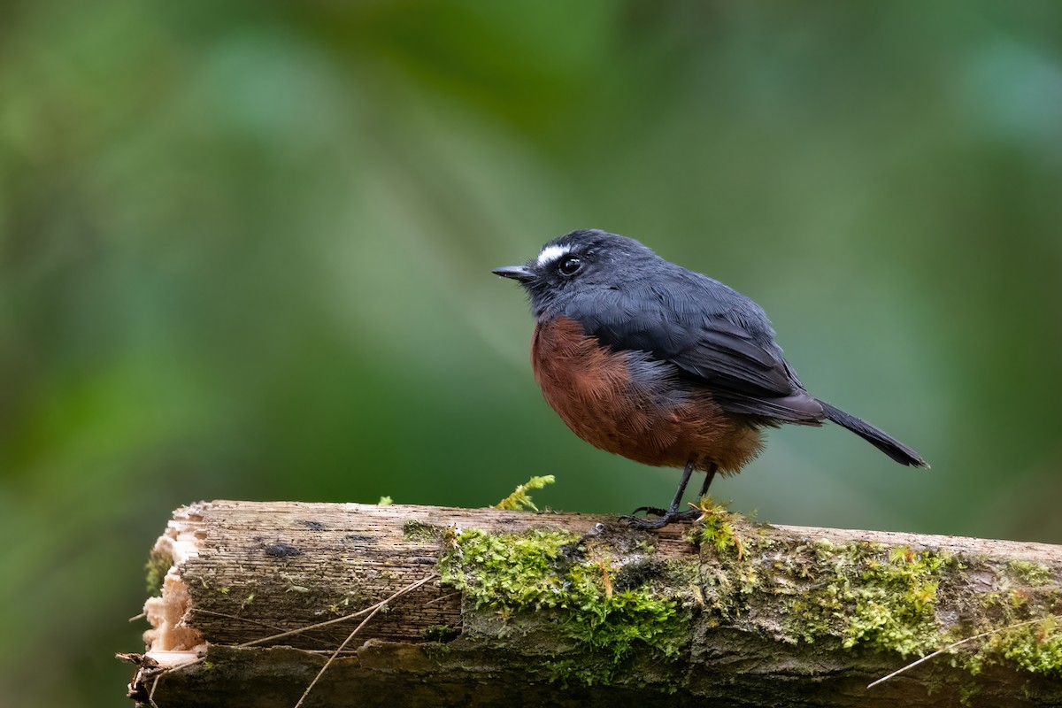 Chestnut-bellied Chat-Tyrant - Adam Jackson