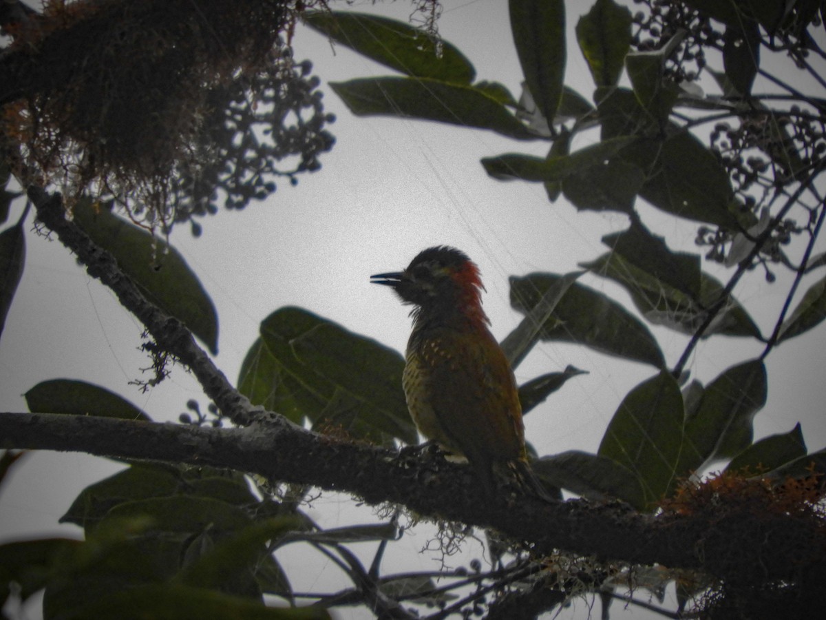 Yellow-vented Woodpecker - ML417569651